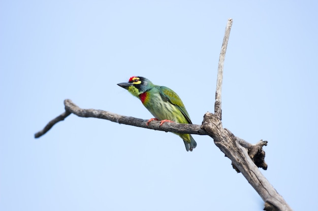 Barbet de chaudronnier reposant sur la branche d'arbre après un long vol