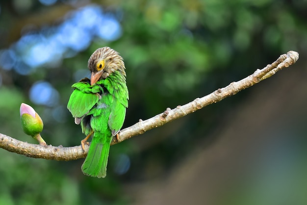 Le barbet ligné est un barbet asiatique originaire du Terai, le bassin du Brahmapoutre en Asie du Sud-Est. C'est un frugivore qui niche dans les trous des troncs d'arbres.