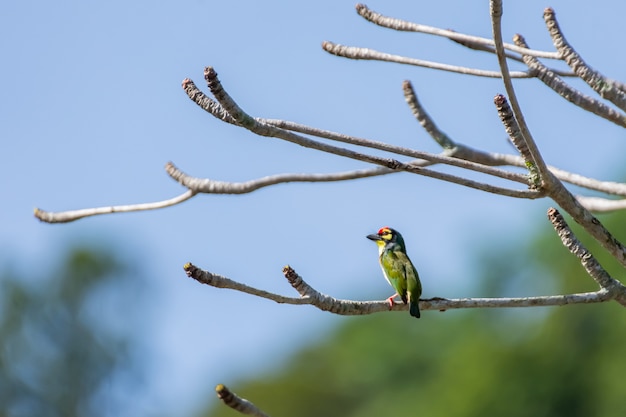 Barbet à poitrine cramoisie de chaudronnier profiter du soleil