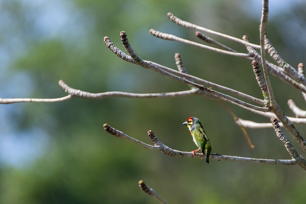 Barbet à poitrine cramoisie de chaudronnier profiter du soleil