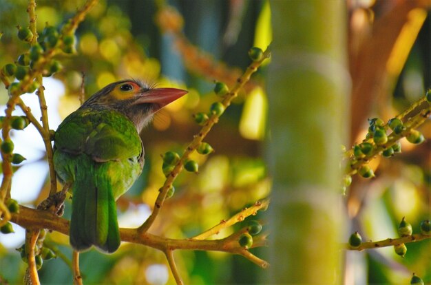 Photo barbet à tête brune