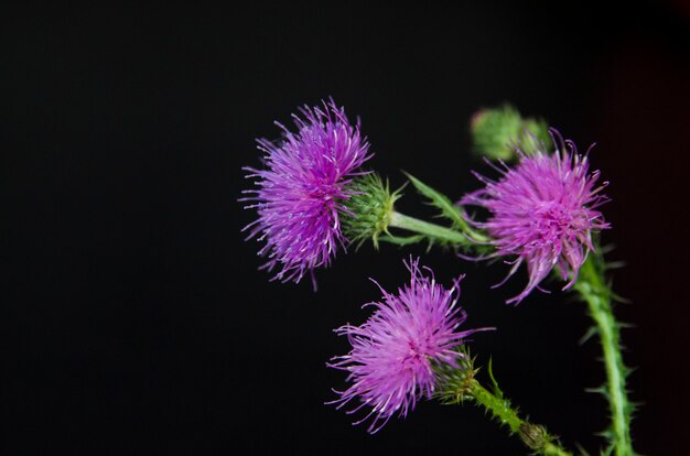 Bardane fleur pourpre sur fond noir