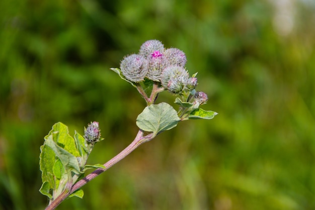 Bardane en fleurs (Arctium lappa)