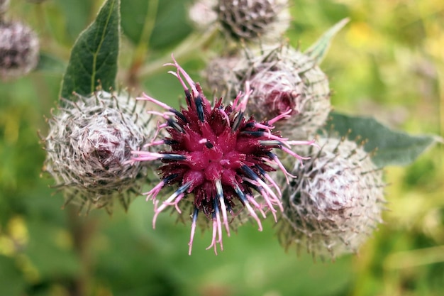 Bardane plante médicinale. Grande bardane en fleurs