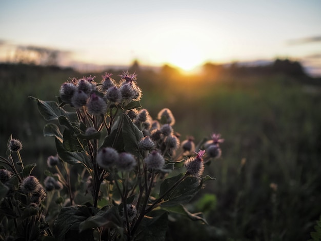 Bardane sèche au coucher du soleil le soir d'été