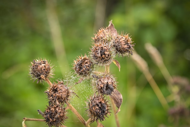 Bardane sèche sur fond d'herbe