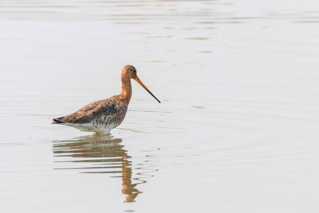 Barge à queue noire (Limosa limosa) Oiseau échassier en quête de nourriture en eau peu profonde