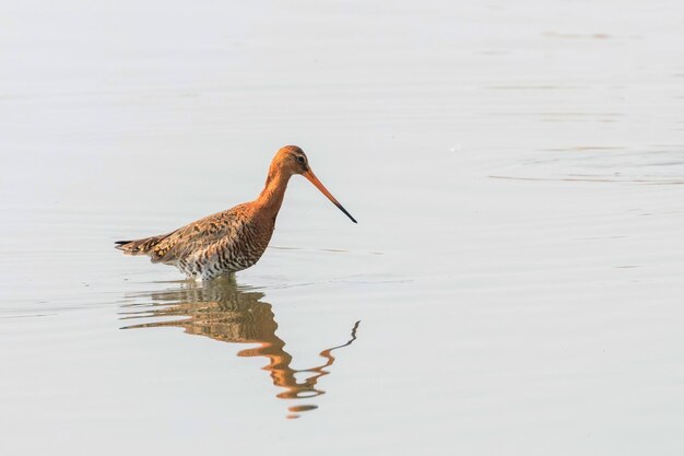 Photo barge à queue noire (limosa limosa) oiseau échassier en quête de nourriture en eau peu profonde