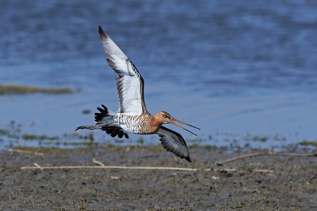 Barge à queue noire (Limosa limosa)