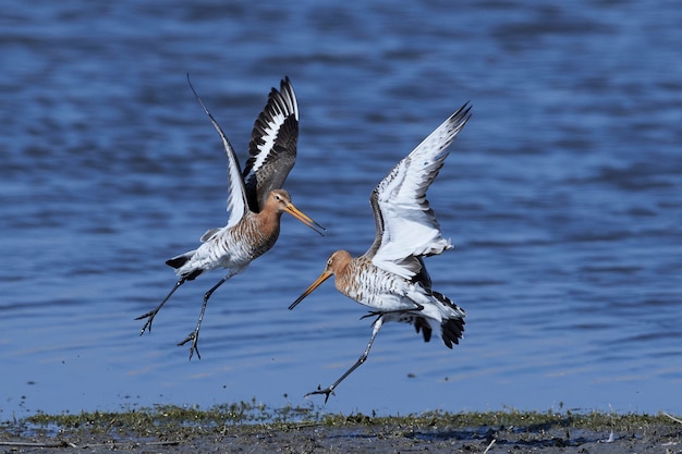 Photo barge à queue noire (limosa limosa)