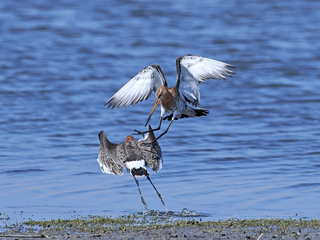 Barge à queue noire (Limosa limosa)