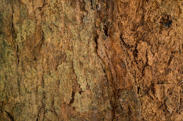 Bark wood texture background