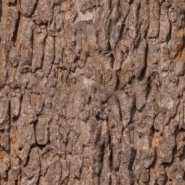 Bark Wood Texture