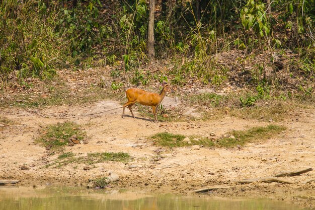 Barking Deer en forêt