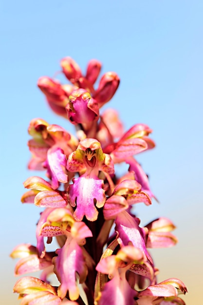 Barlia robertiana ou himantoglossum robertianum orchidée géante