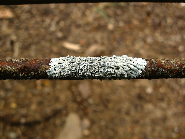 Des barnacles sur un tuyau rouillé