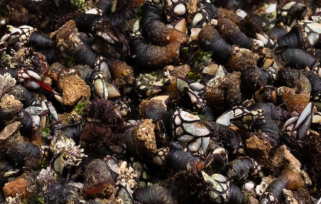 Barnacles vus en gros plan frais dans le port