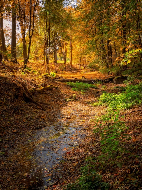 Un barrage dans un ancien parc d'automne abandonné. Paysage d'automne ensoleillé lumineux avec des feuilles d'érable tombées. Vue verticale.