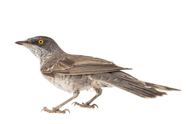 Barred Warbler Sylvia nisoria isolé sur blanc