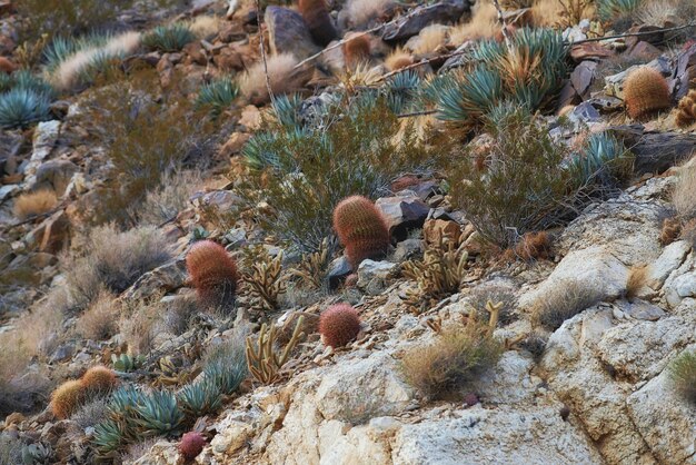 Barrel Cactus Barrel Cactus Ferocactus cylindraceus dans le désert d'AnzaBorrego en Californie du Sud USA