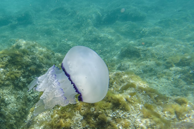 Photo barrel jellyfish rhizostoma pulmo sous l'eau dans une mer turquoise