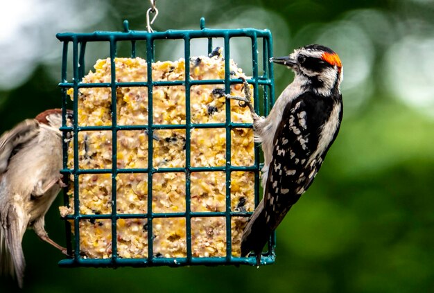 Photo barres métalliques sur l'alimentateur