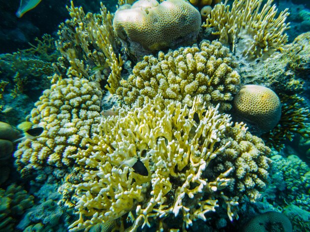 Barrière de corail de la mer rouge. gros plan de coraux