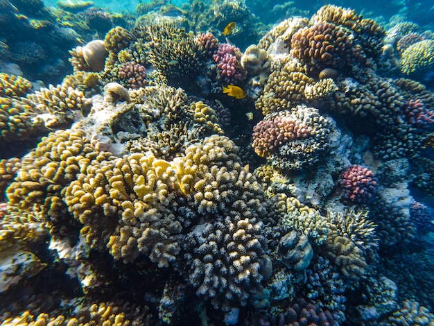 Barrière de corail de la mer rouge. gros plan de coraux.