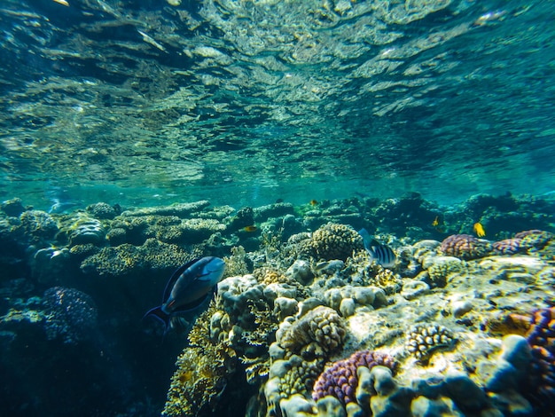 Barrière de corail de la mer rouge. gros plan de coraux.