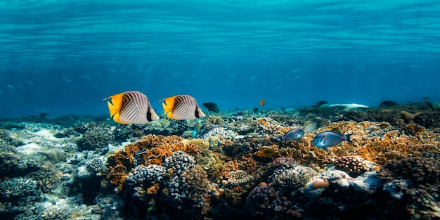 Barrière de corail sous-marine sur la mer rouge