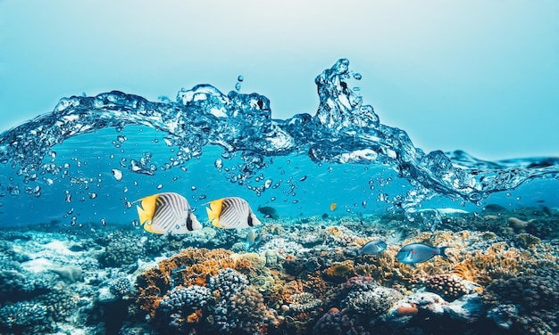 Barrière de corail sous-marine sur la mer rouge