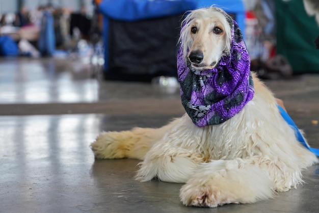 Barzoï blanc allongé sur le sol en pierre à l'intérieur, écharpe violette autour du cou, soigné et prêt, attendant au concours de chiens.