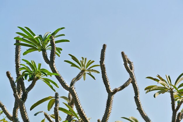 Bas angle vue, de, épineux, cactus, contre, clair, ciel bleu