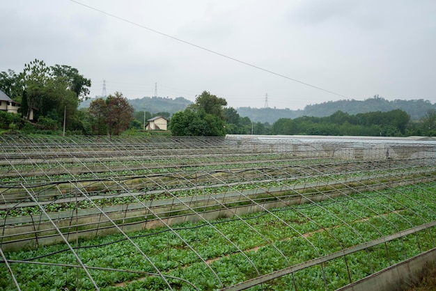 Base de plantation de légumes ruraux en Chine