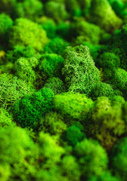 Base vierge de texture de plan macro de mousse verte naturelle