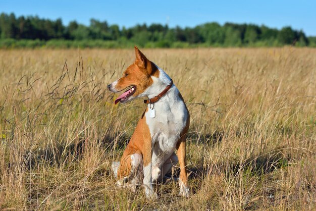 Basenji ou chien de brousse africain