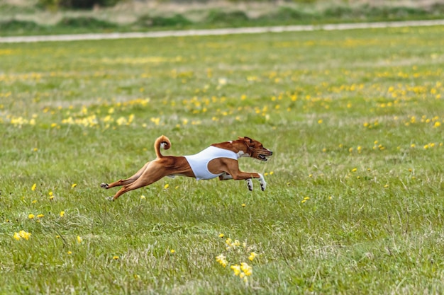 Photo basenji chien en chemise blanche courant et poursuivant l'appât dans le champ sur la compétition de coursing