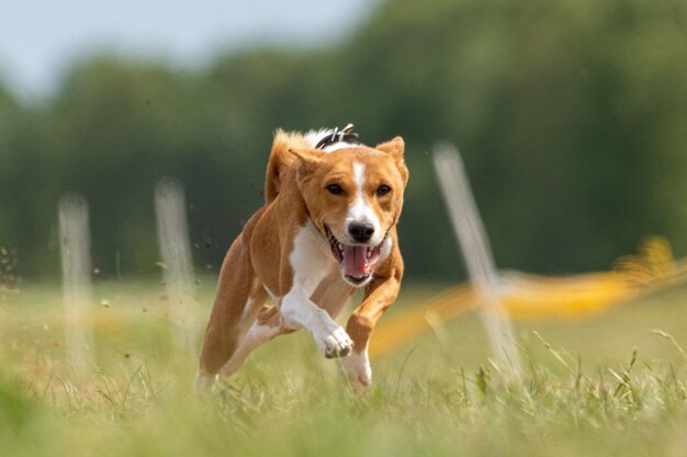 Basenji soulevé du sol pendant la course de chiens