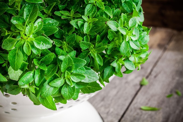 Basilic bio frais dans une passoire blanche avec des gouttes sur un fond de bois rustique