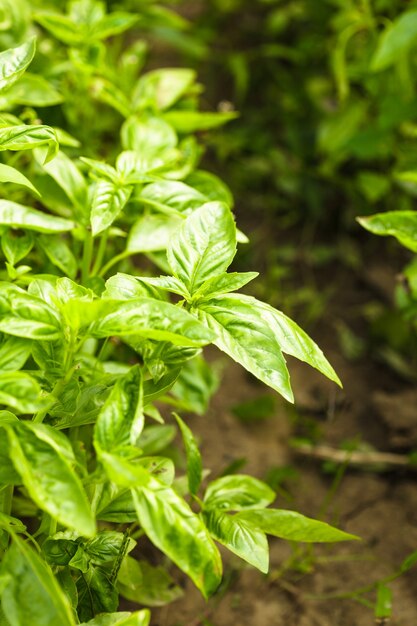 Basilic sur le buisson dans le jardin