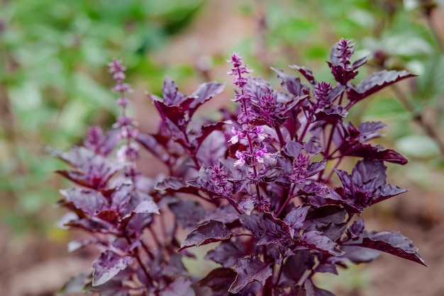 Basilic des champs vert et violet avec tiges feuilles Basilic doux dans le lit de jardin