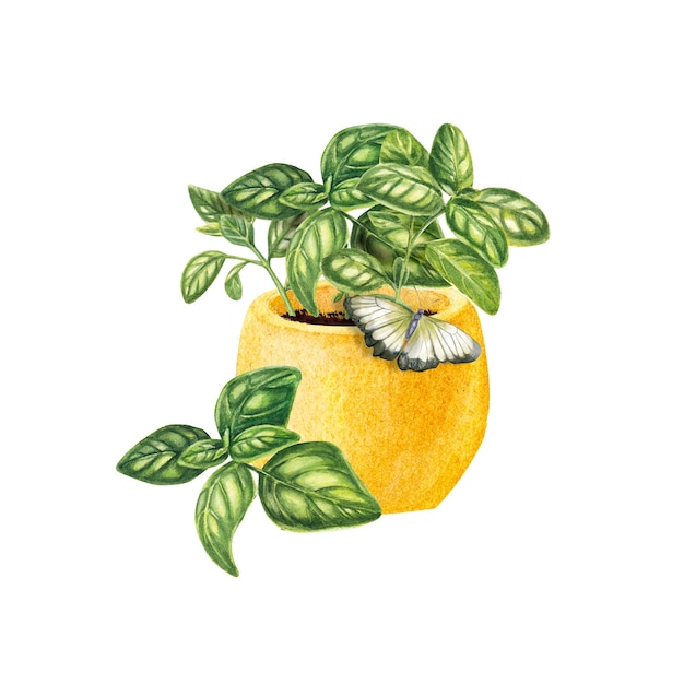 Basilic dans un pot isolé sur fond blanc Herbes provençales à l'aquarelle Illustration