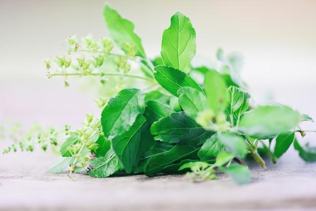 Le basilic doux laisse l'herbe et les épices de feuille de basilic sacré sur la feuille verte et le fond en bois