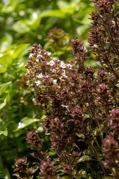 Basilic doux Plante de l'espèce Ocimum basilicum