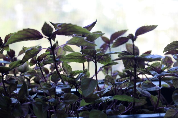 Basilic épicé frais rouge cultivé sur la fenêtre