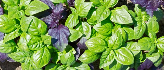 Basilic frais bio vert et violet poussant dans le jardin