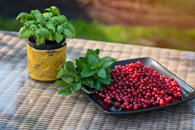 Basilic frais dans une casserole, canneberges mûres et un bouquet vert de menthe sur une plaque noire. Cuisiner des aliments végétariens sains.