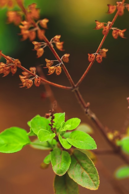 Basilic frais et fleur dans la plantation