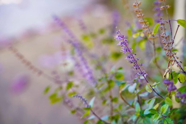 Basilic frais et fleur dans la plantation