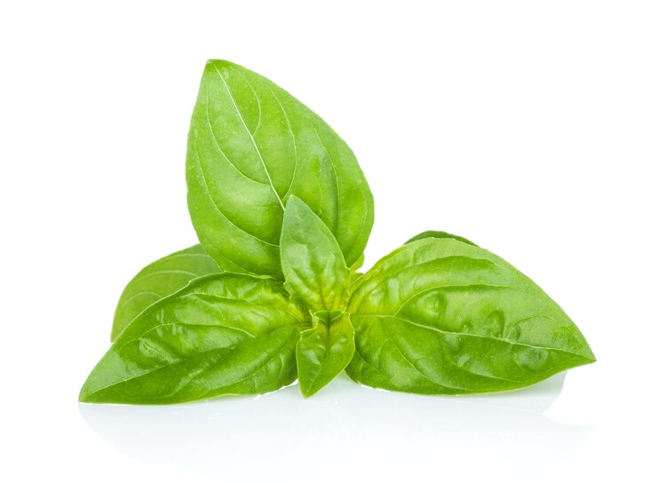 Le basilic frais